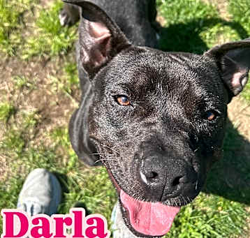 Photo of Darla