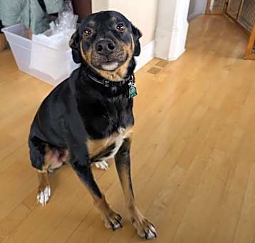 Photo of Rocky