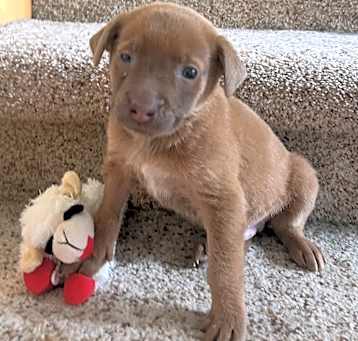 Photo of Milo