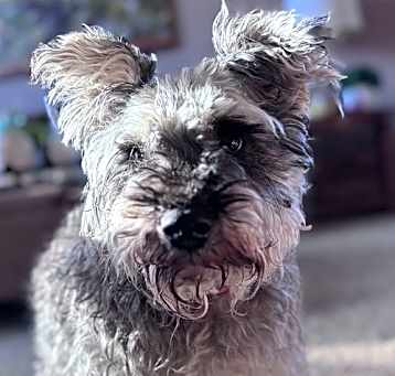 Photo of Bear