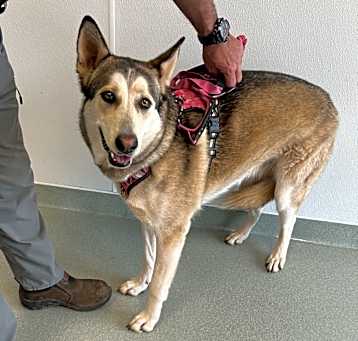 Photo of Layla