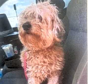 Photo of Oso Cute
