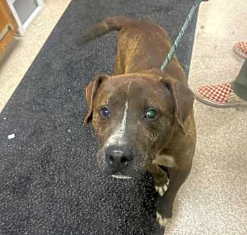 Photo of Grizzly