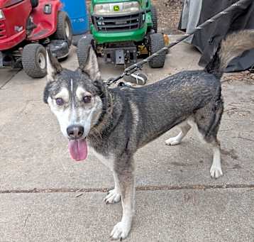 Photo of Zoomer