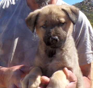 Photo of ANGEL'S PUPS B