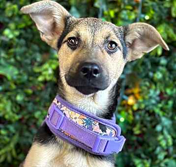 Photo of Suki