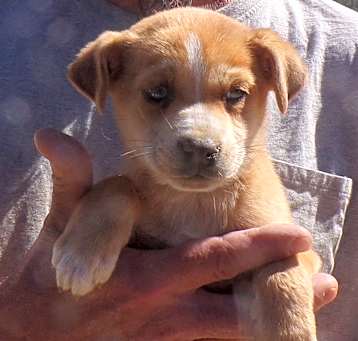 Photo of ANGEL'S PUPS D