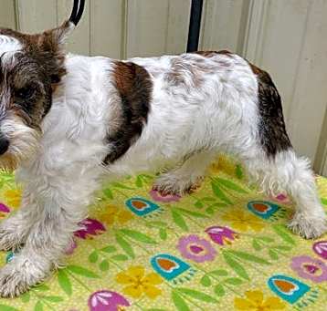 Photo of Snickers