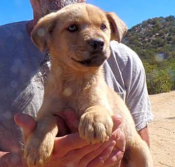 Photo of ANGEL'S PUPS E