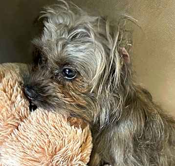 Photo of Benji