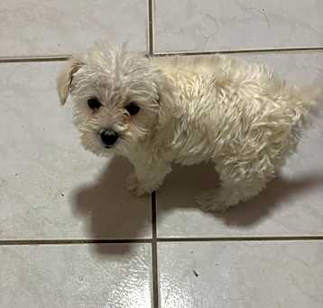 Photo of Luna