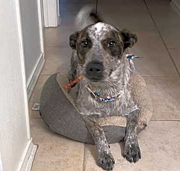 Photo of Harley