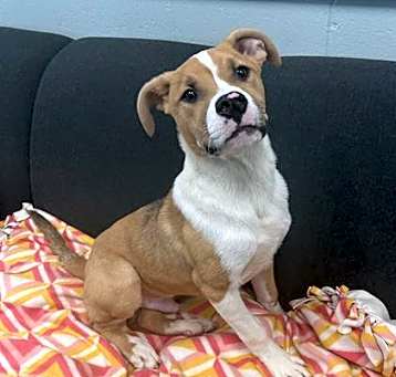 Photo of BUTKUS