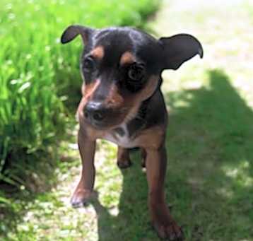 Photo of COOPER