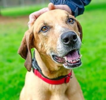 Photo of Tucker