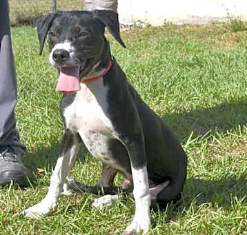 Photo of Trigger