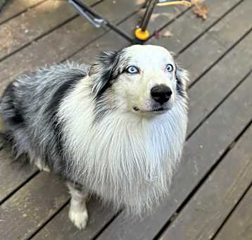 Photo of Oakley