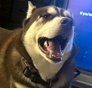 Photo of Loki