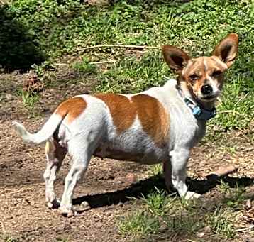 Photo of Sarsaparilla 