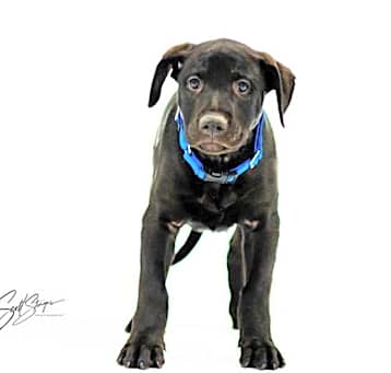 Photo of Casanova