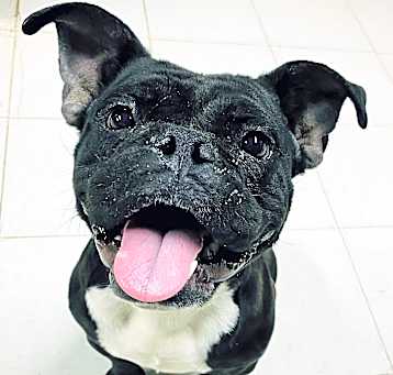 Photo of BAGEL