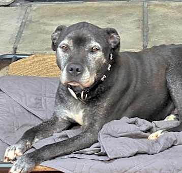 Photo of Shadow