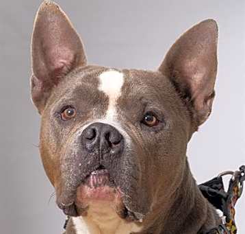 Photo of ZORRO