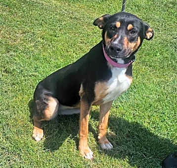 Photo of Shyla