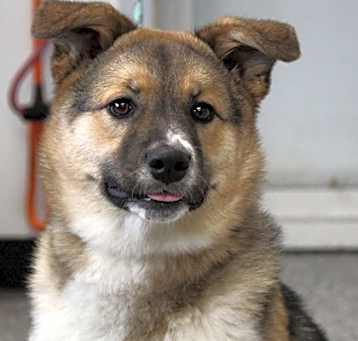 Photo of Stella