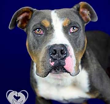 Photo of DUKE