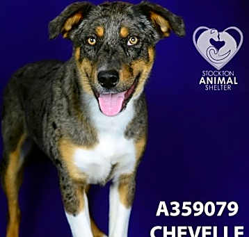 Photo of CHEVELLE