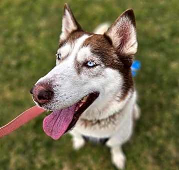 Photo of CARAMEL