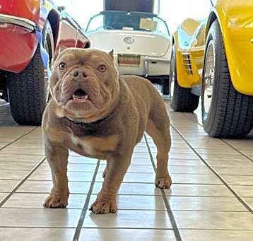 Photo of Cartier