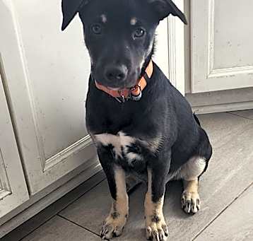 Photo of Raider