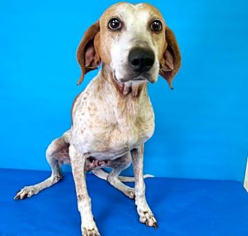 Photo of Caramel