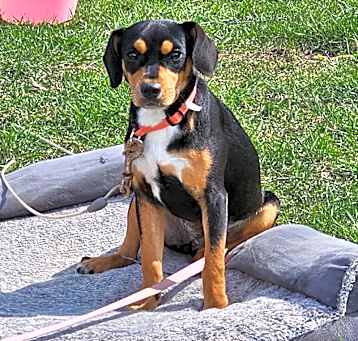 Photo of Cookie