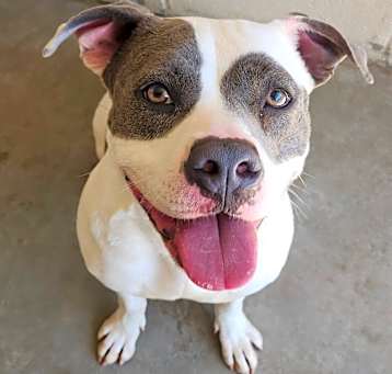 Photo of Sweetie