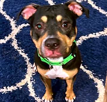 Photo of Willow 