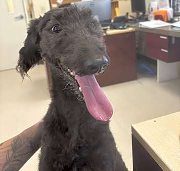Photo of Maizey