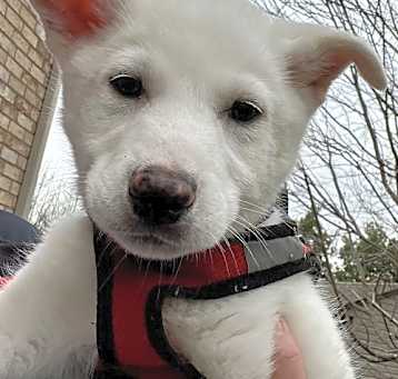 Photo of PEANUT