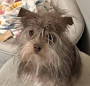 Photo of RUSTY