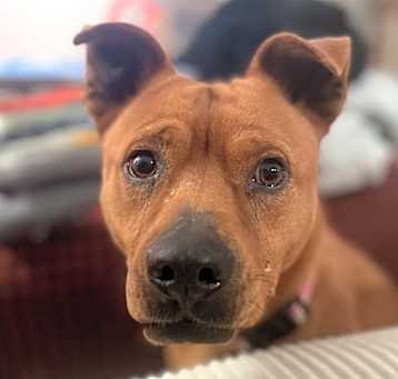Photo of Pancake