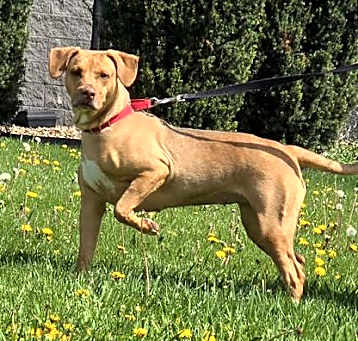 Photo of Ginger