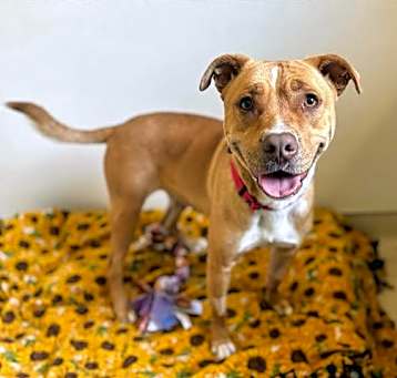 Photo of BISCUIT