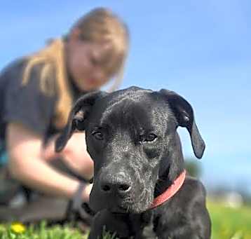 Photo of Rollo