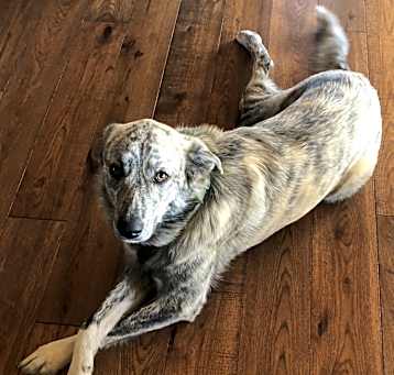 Photo of Shadow