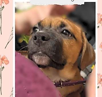 Photo of Penny