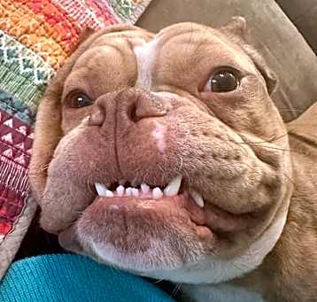 Photo of Smooshie