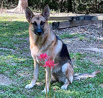 Photo of Harley