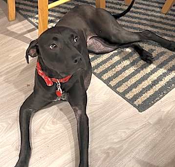 Photo of Nala
